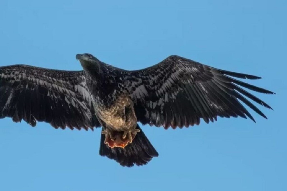 Rovfugl i flugt over byrum